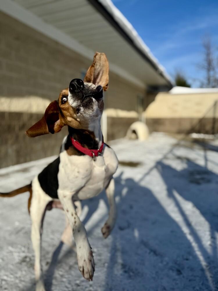 Cooper, a Adoptable mixed breed in Kalamazoo, MI image 1/2