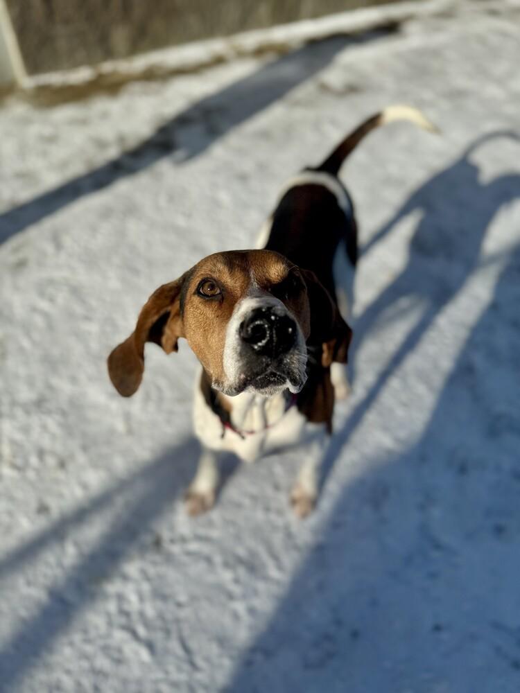 Cooper, a Adoptable mixed breed in Kalamazoo, MI image 2/2