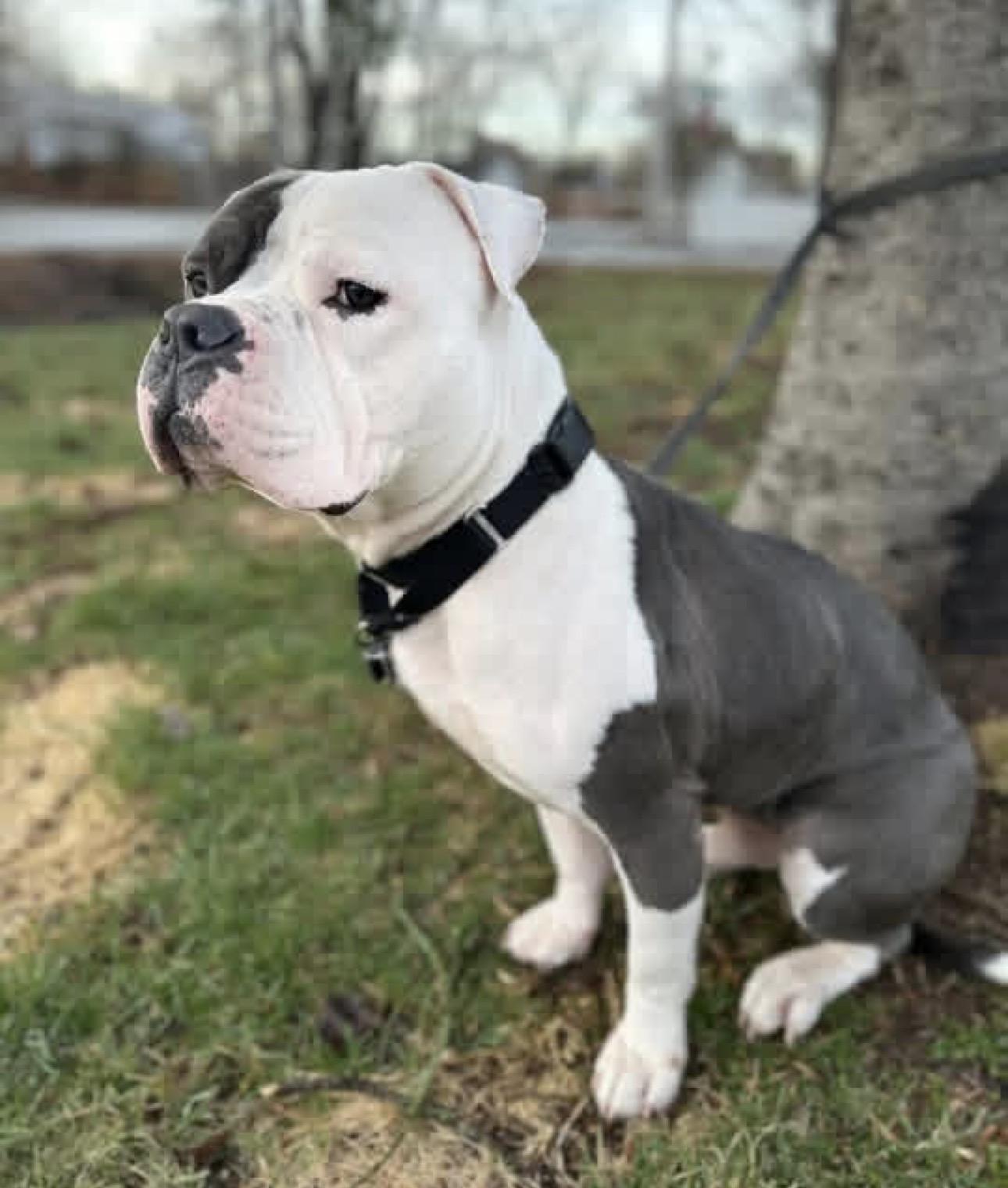 Marty FKA Seven, ADOPTABLE, Adult Male Mixed Breed.
