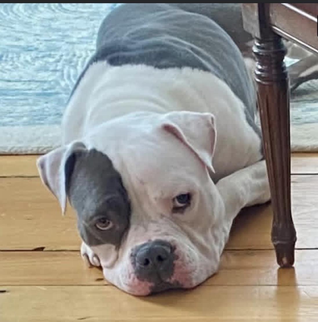 Marty FKA Seven, a ADOPTABLE Mixed Breed in Vassalboro, ME image 3/6
