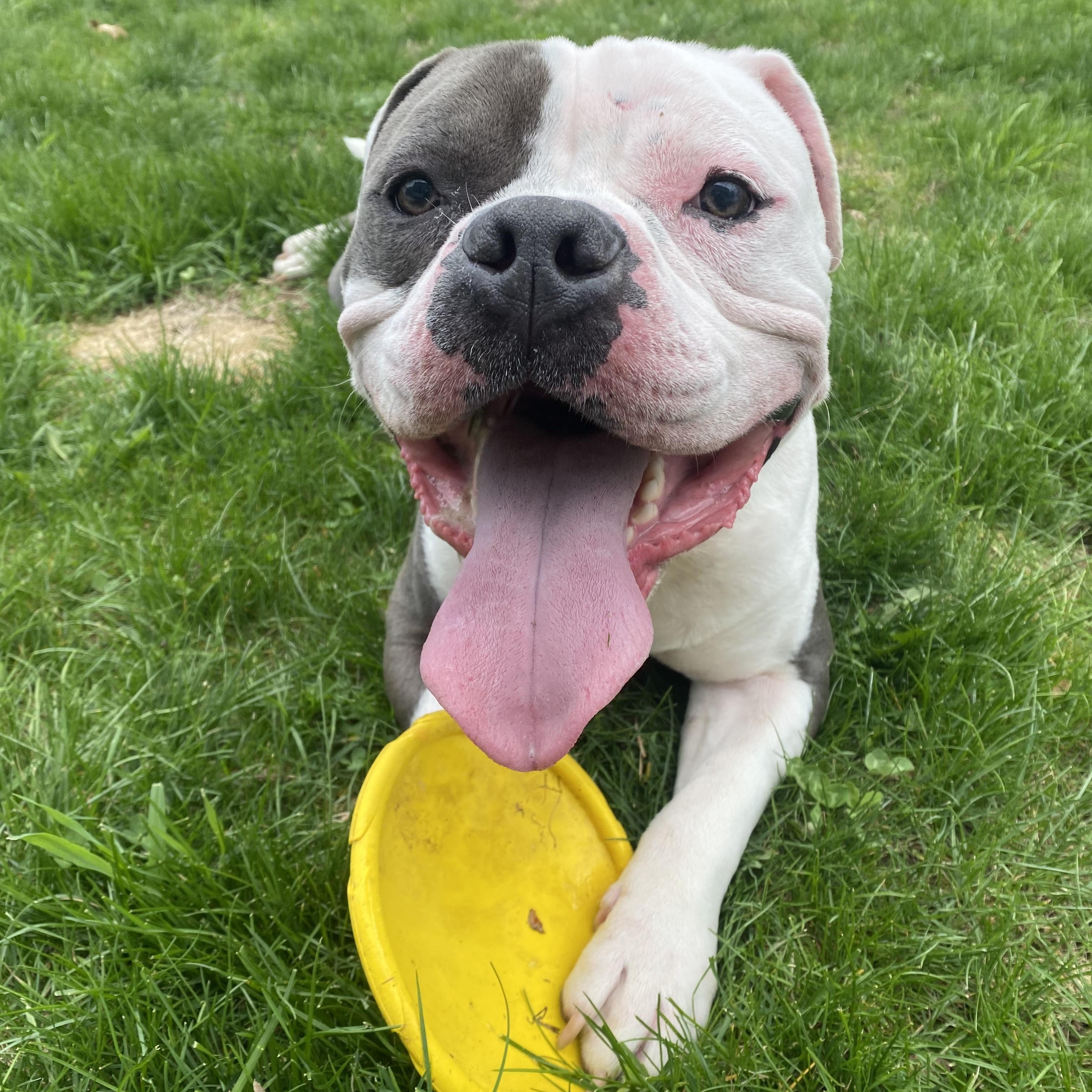 Marty FKA Seven, a ADOPTABLE Mixed Breed in Vassalboro, ME image 5/6