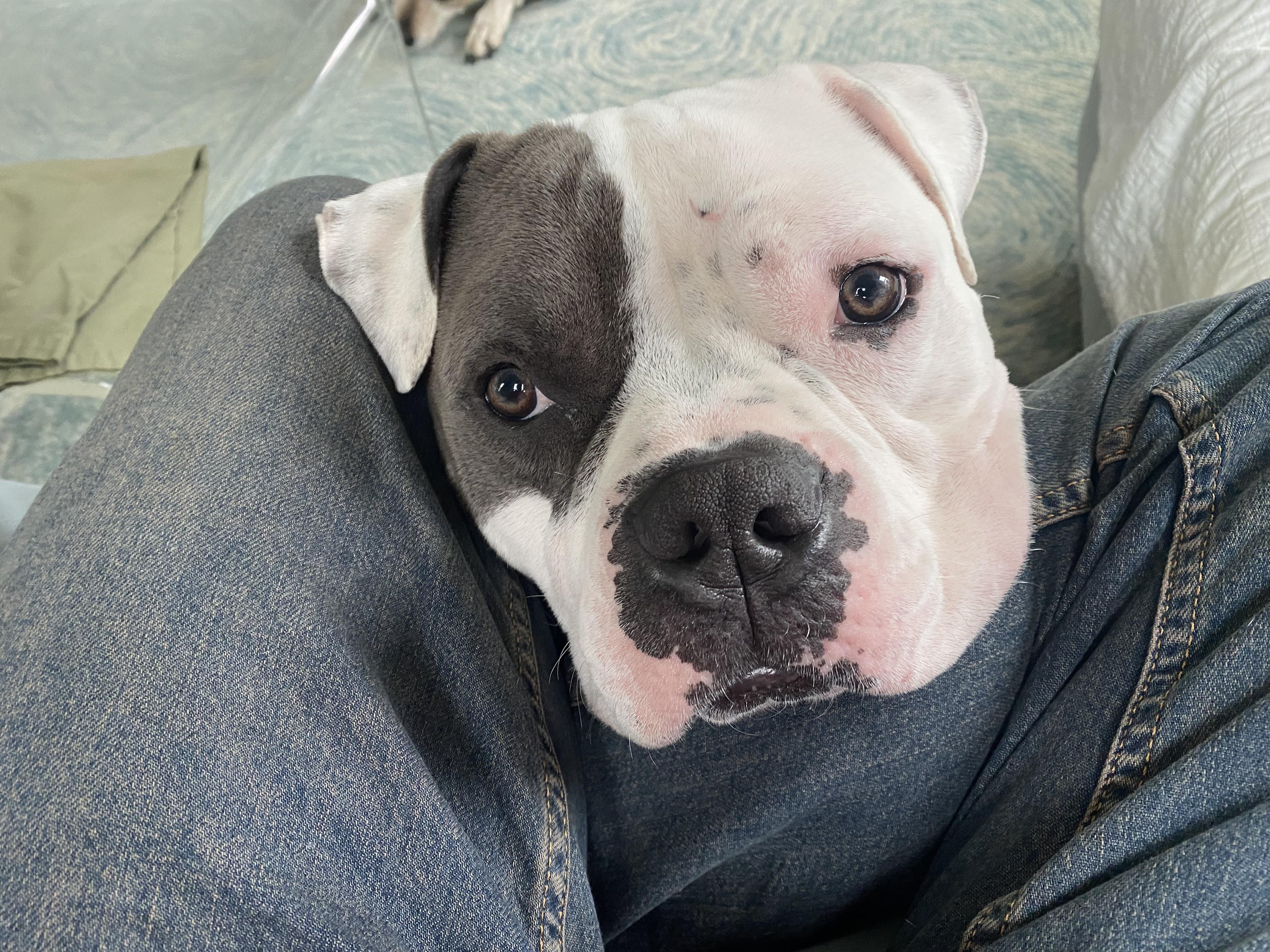 Marty FKA Seven, a ADOPTABLE Mixed Breed in Vassalboro, ME image 4/6