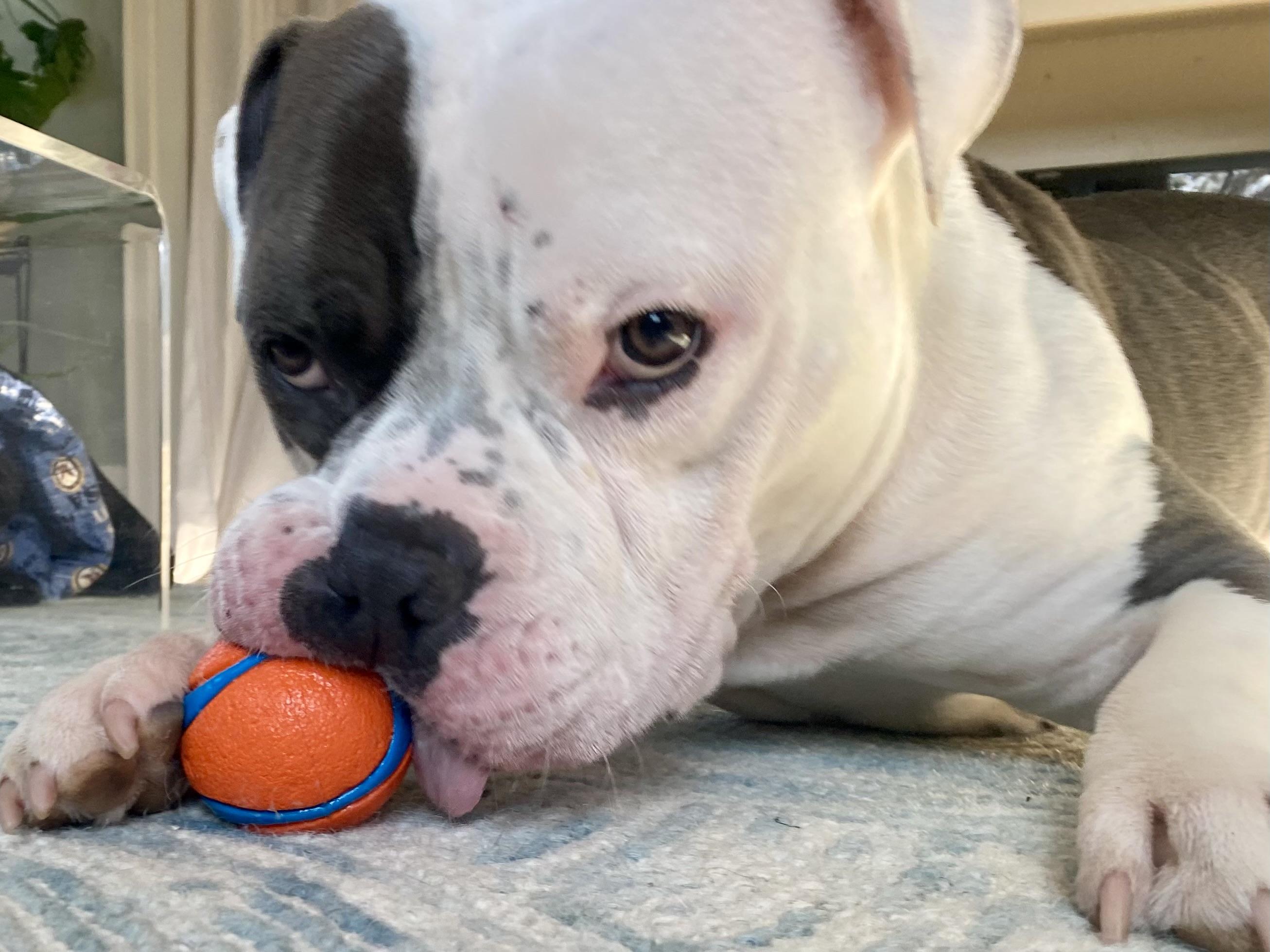 Marty FKA Seven, a ADOPTABLE Mixed Breed in Vassalboro, ME image 2/6