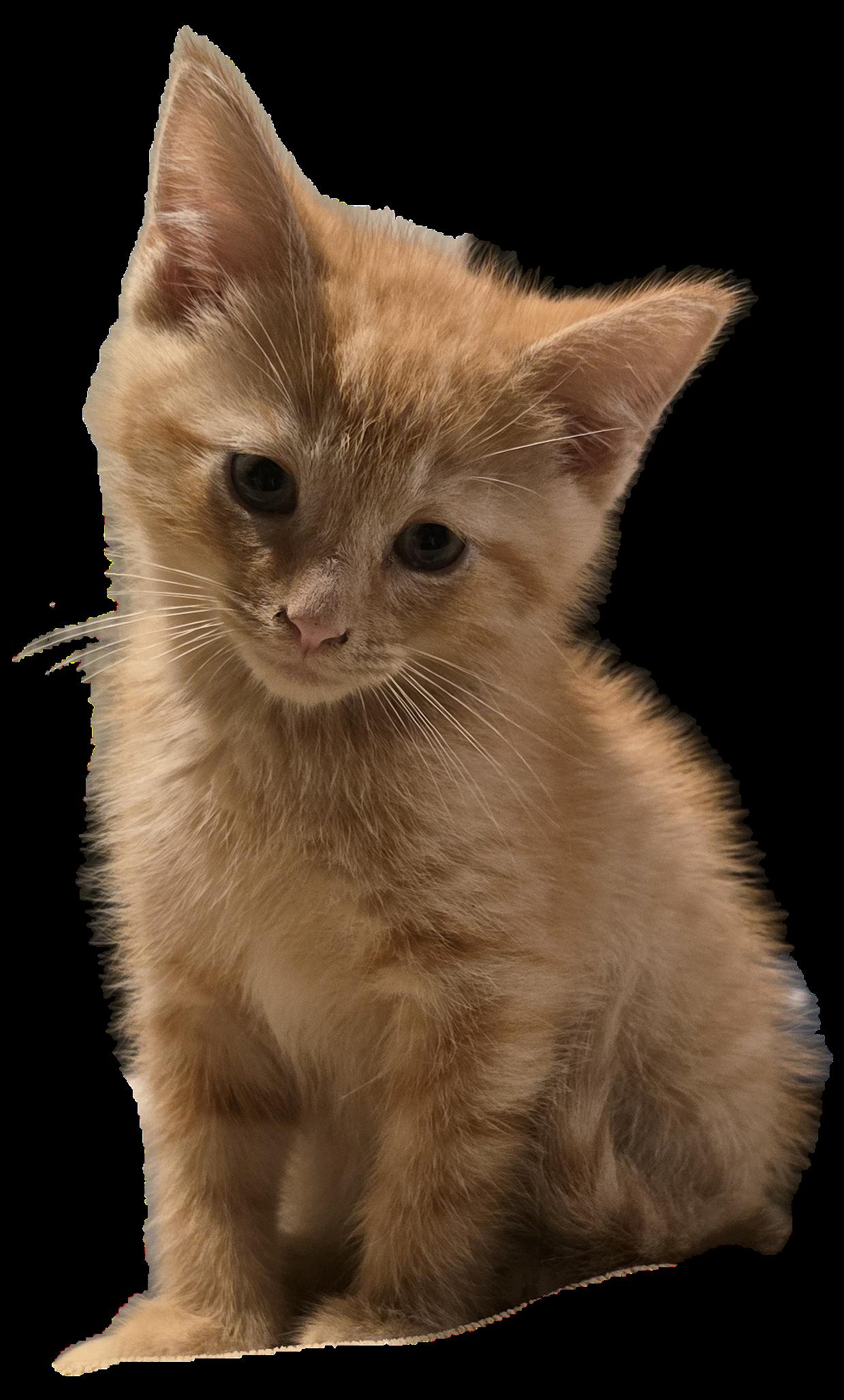 Enlarge Mango, a Adopted Domestic Medium Hair in Columbus, IN image 1/2