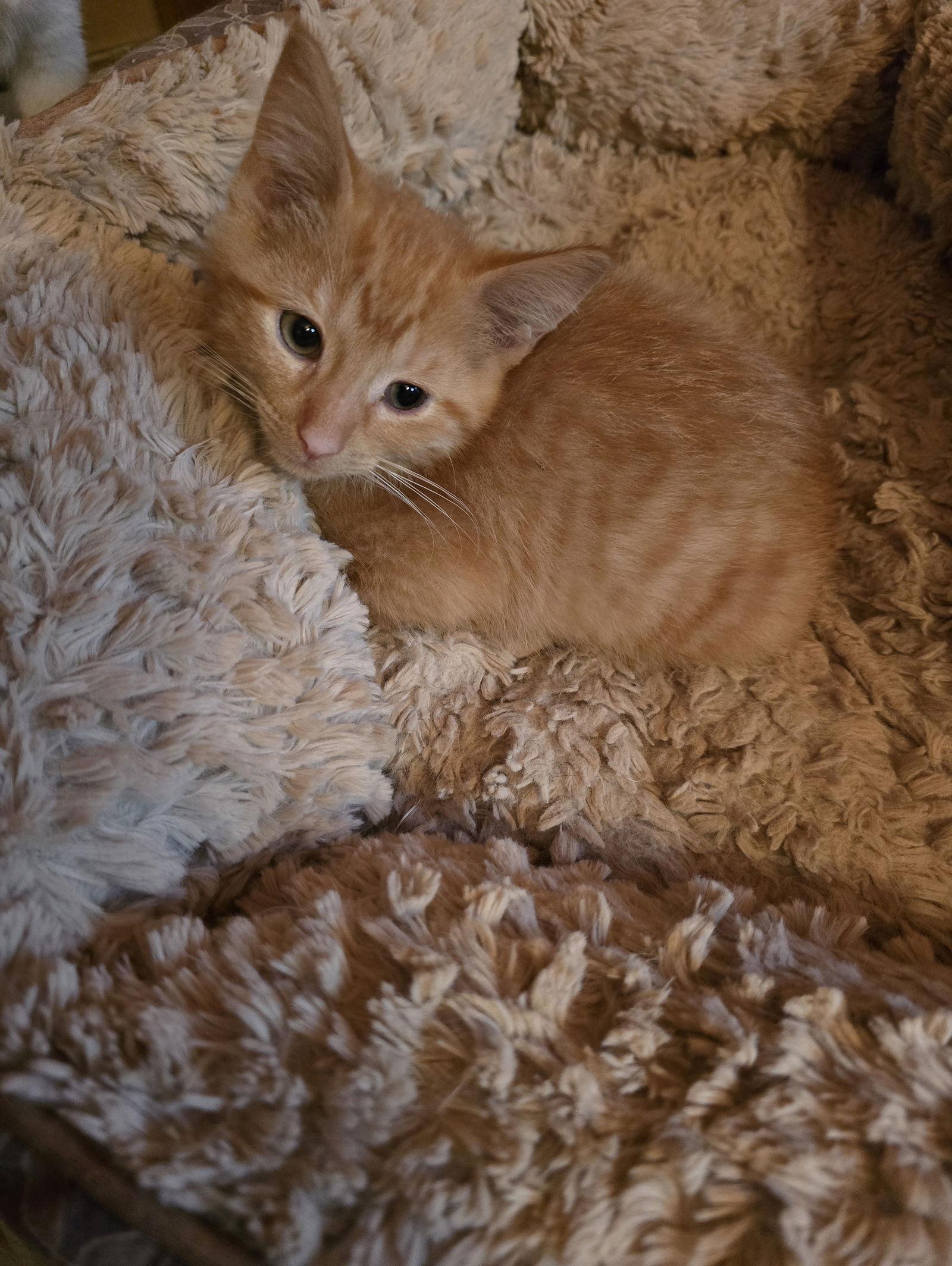 Enlarge Mango, a Adopted Domestic Medium Hair in Columbus, IN image 2/2