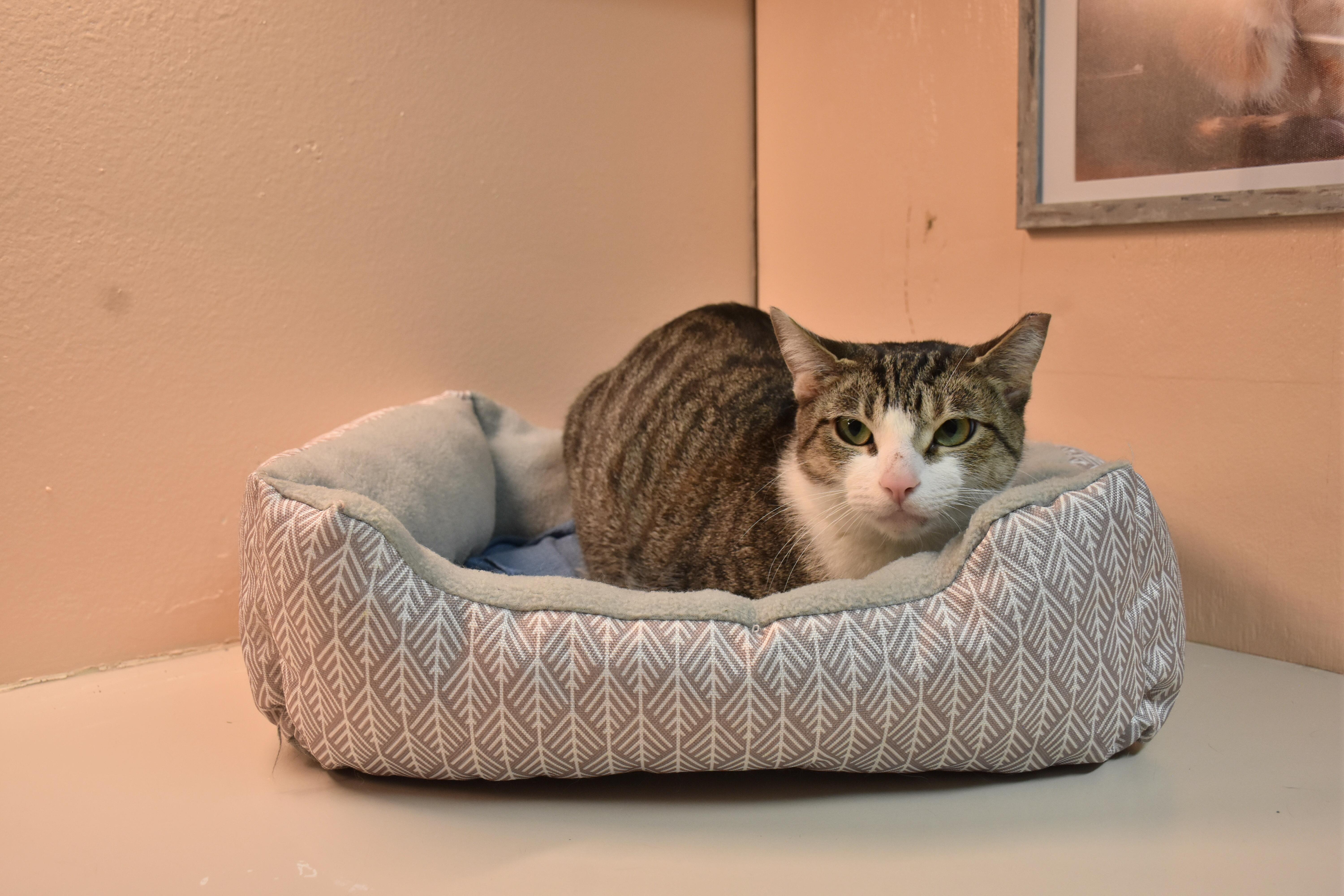 Enlarge Aerol, a ADOPTABLE Domestic Short Hair in North Judson, IN image 1/1