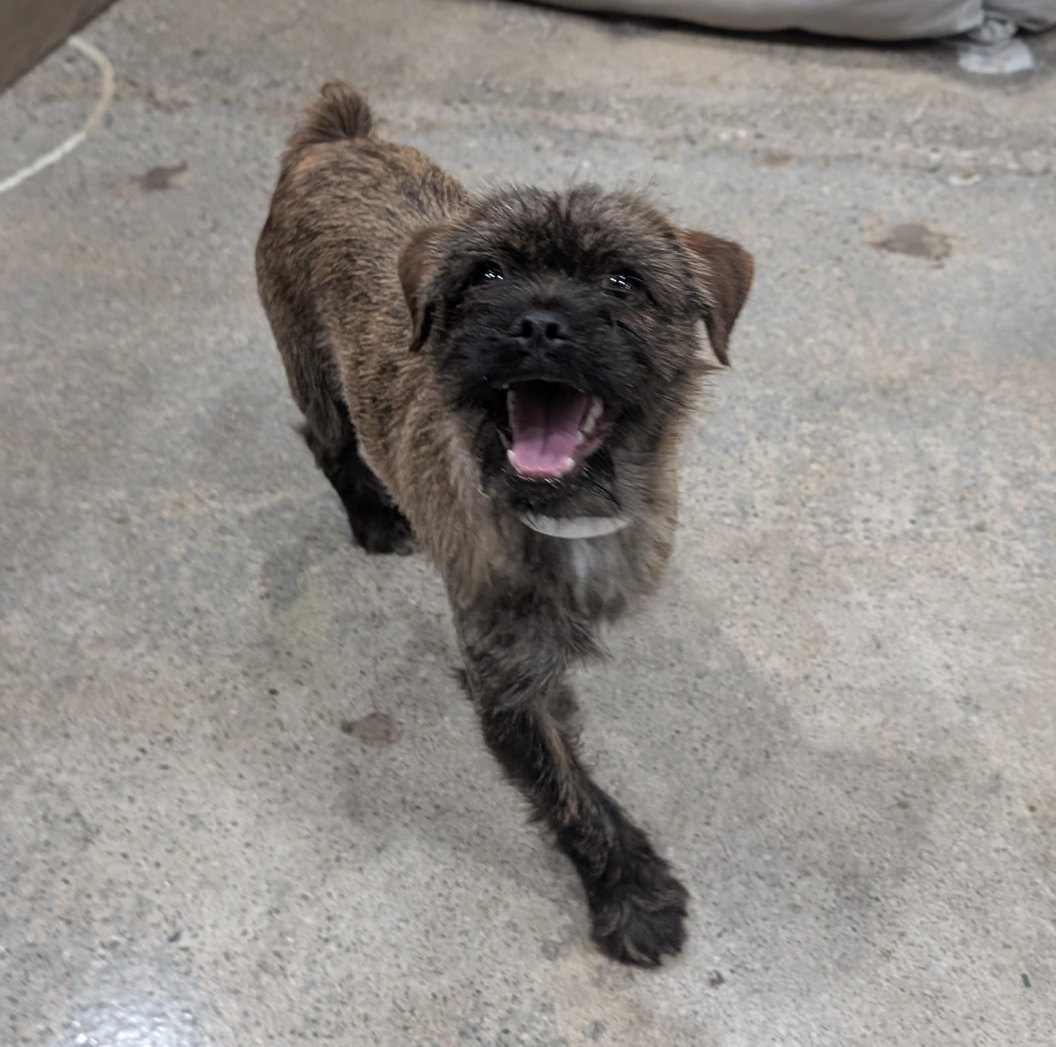 Lollipop thumbnail 2