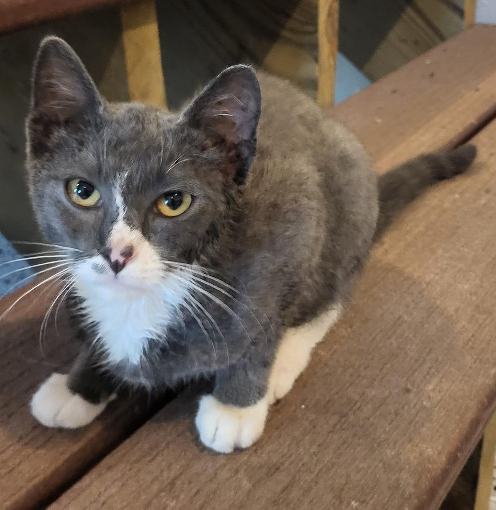 Enlarge Que, a Adoptable mixed breed in Owatonna, MN image 1/3