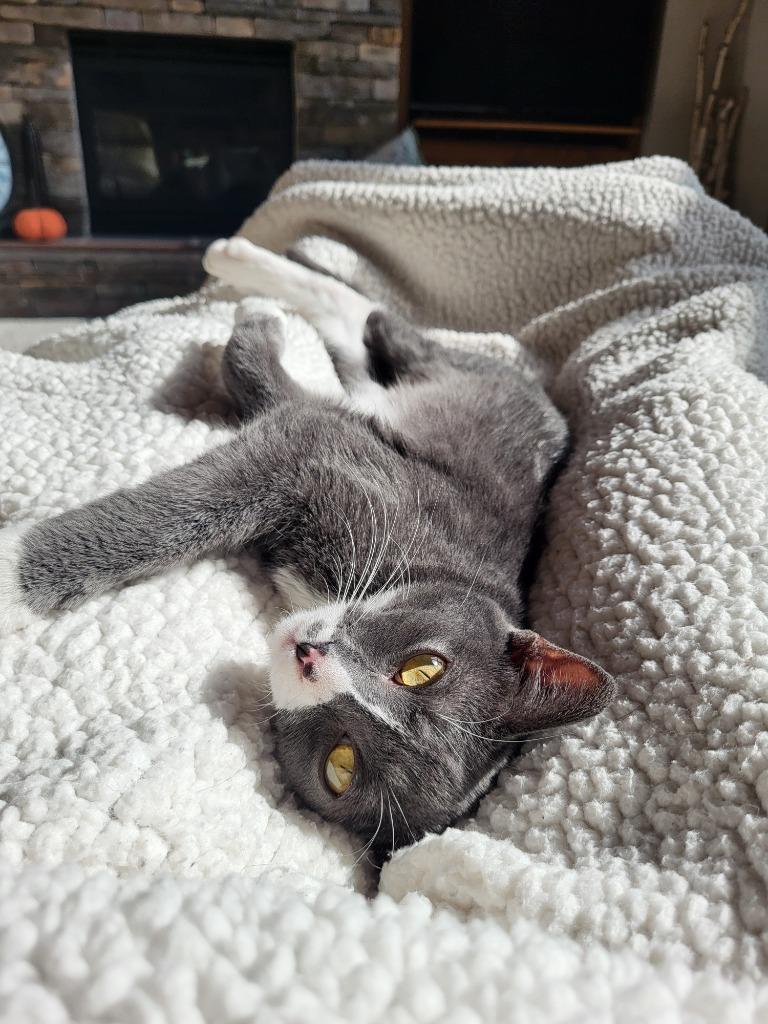 Enlarge Que, a Adoptable mixed breed in Owatonna, MN image 2/3