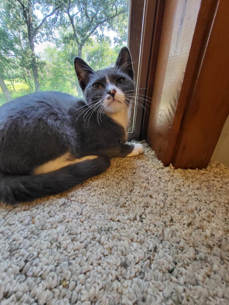 Enlarge Que, a Adoptable mixed breed in Owatonna, MN image 3/3