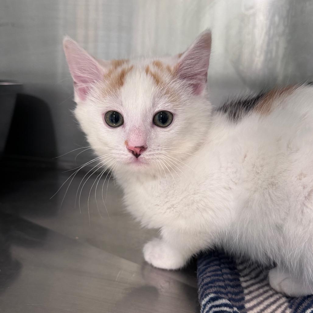 Kanga, ADOPTABLE, Kitten Female Domestic Short Hair.