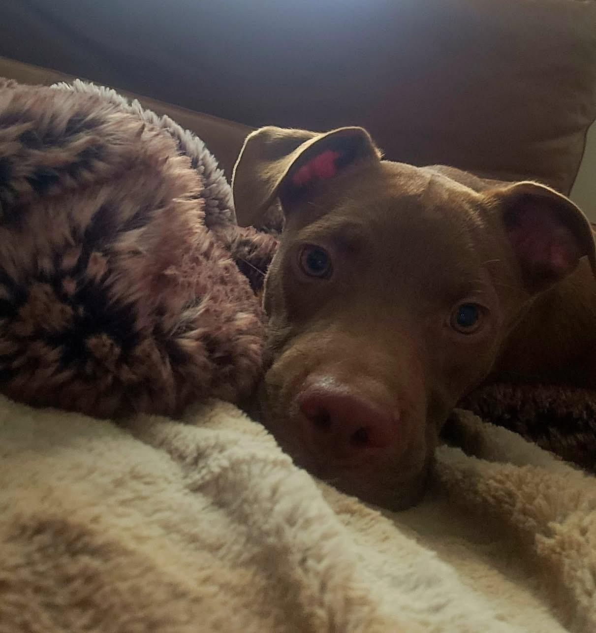 Adam *foster needed* Pit Bull Terrier Dog