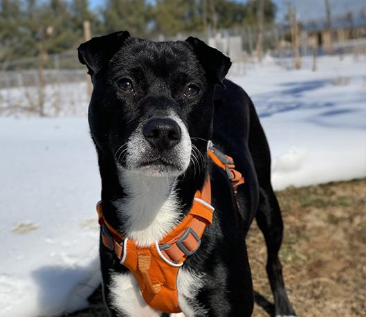 Dozer, adopted, Young Male Shar-Pei & Italian Greyhound.