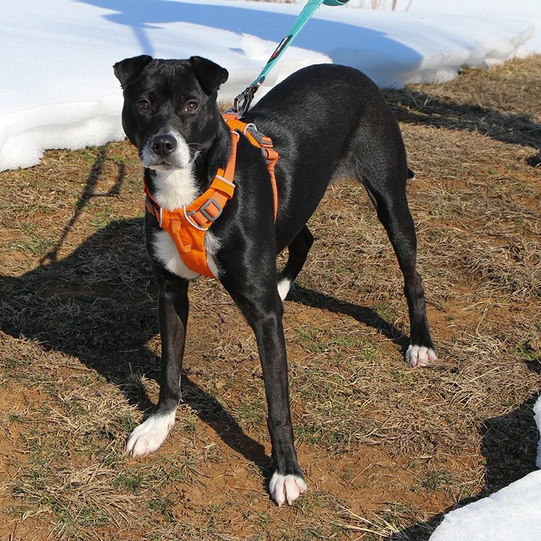 Enlarge Dozer, an adopted mixed breed in Charles Town, WV image 2/3