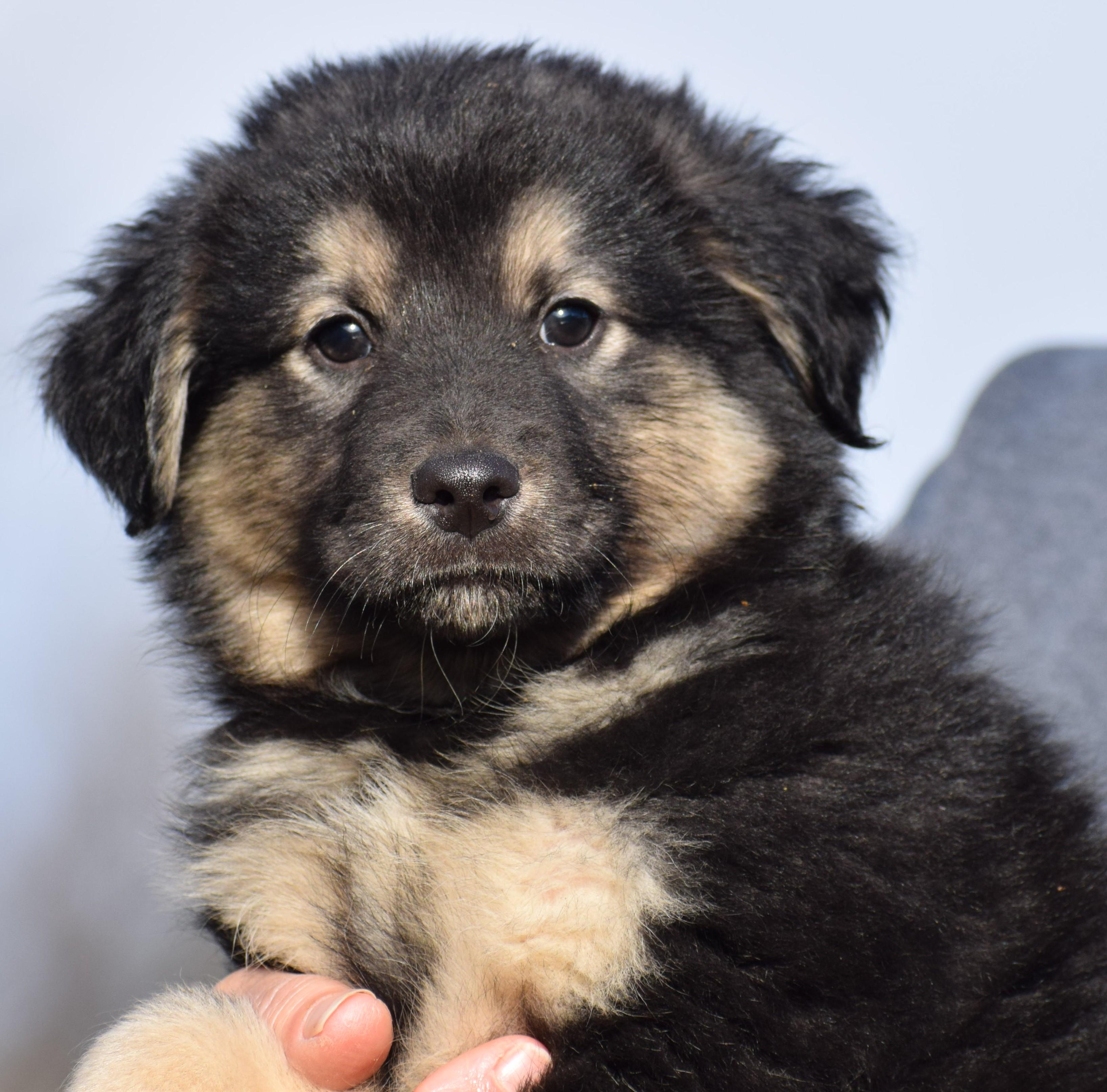 Enlarge 2026Otis, an adopted mixed breed in Frederick, MD image 5/6