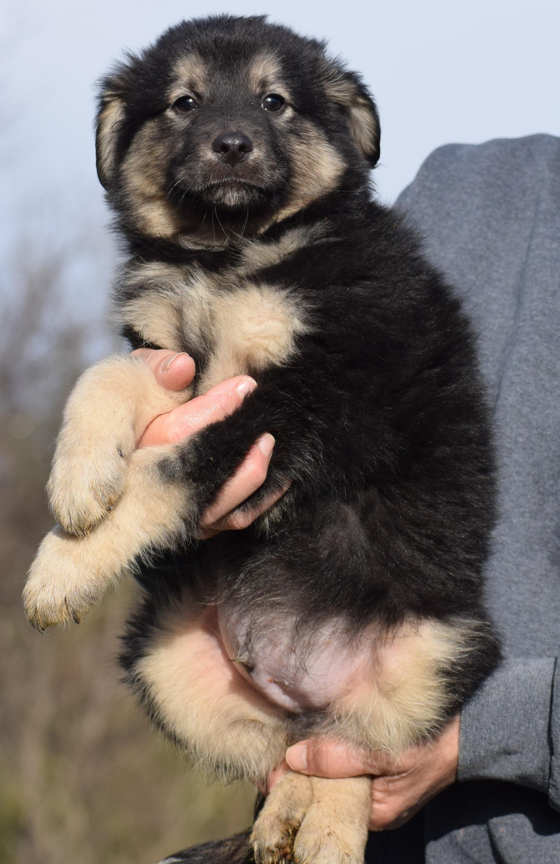 Enlarge 2026Otis, an adopted mixed breed in Frederick, MD image 4/6