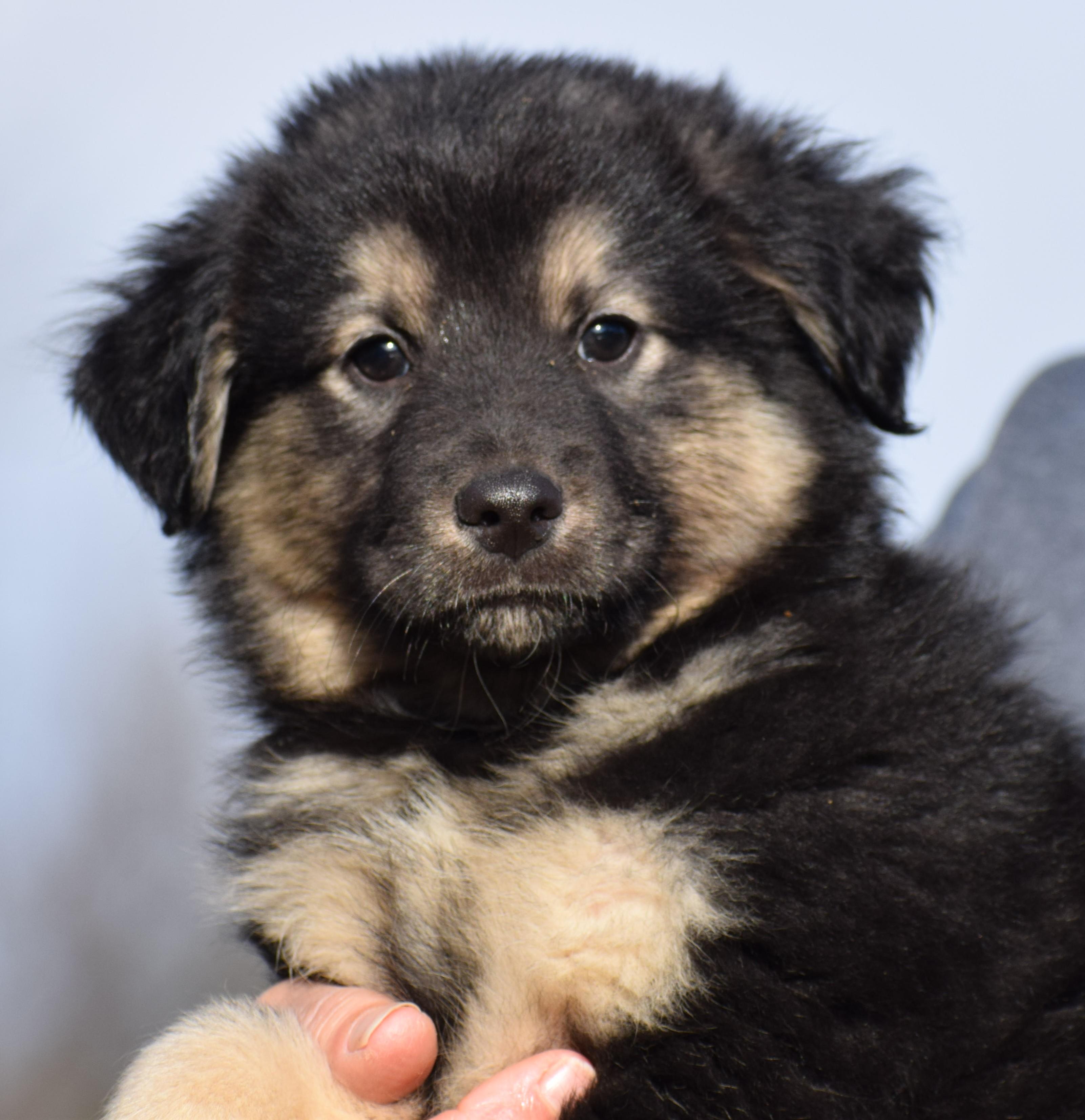 Enlarge 2026Otis, an adopted mixed breed in Frederick, MD image 1/6