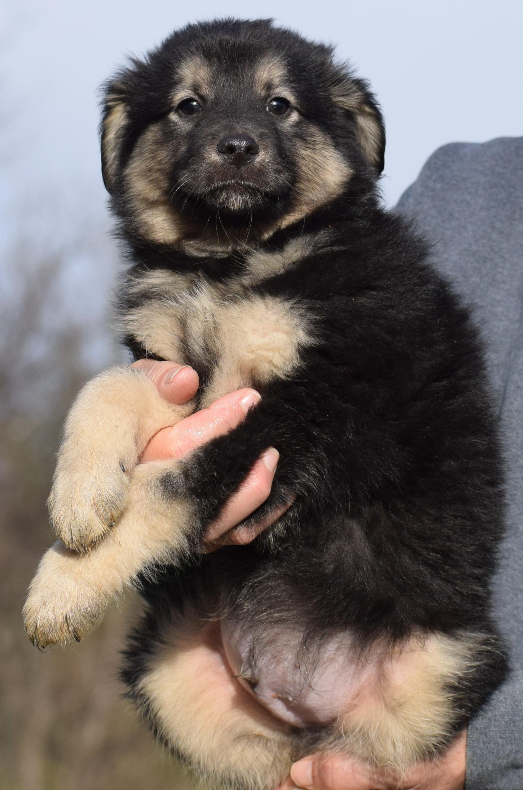 Enlarge 2026Otis, an adopted mixed breed in Frederick, MD image 6/6