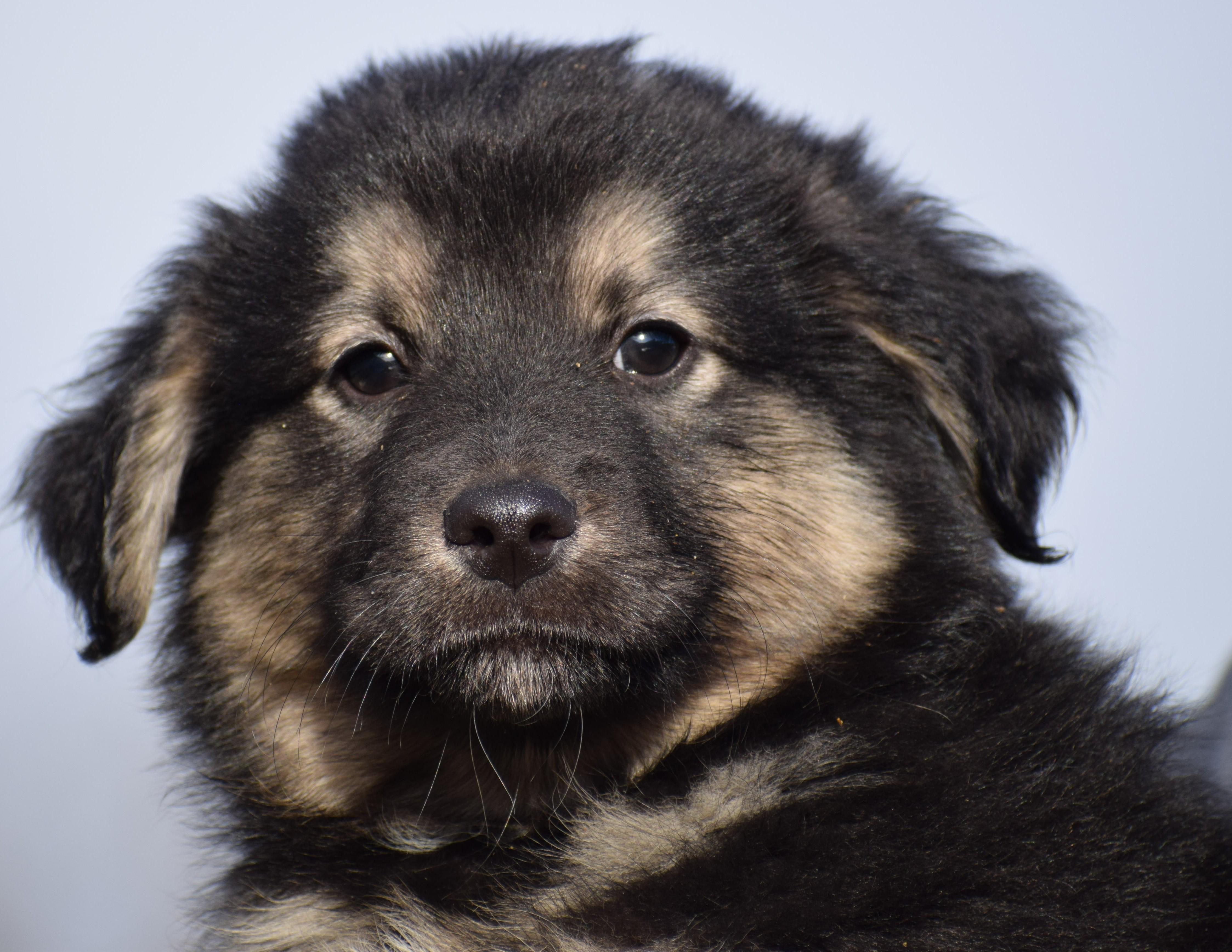 Enlarge 2026Otis, an adopted mixed breed in Frederick, MD image 2/6