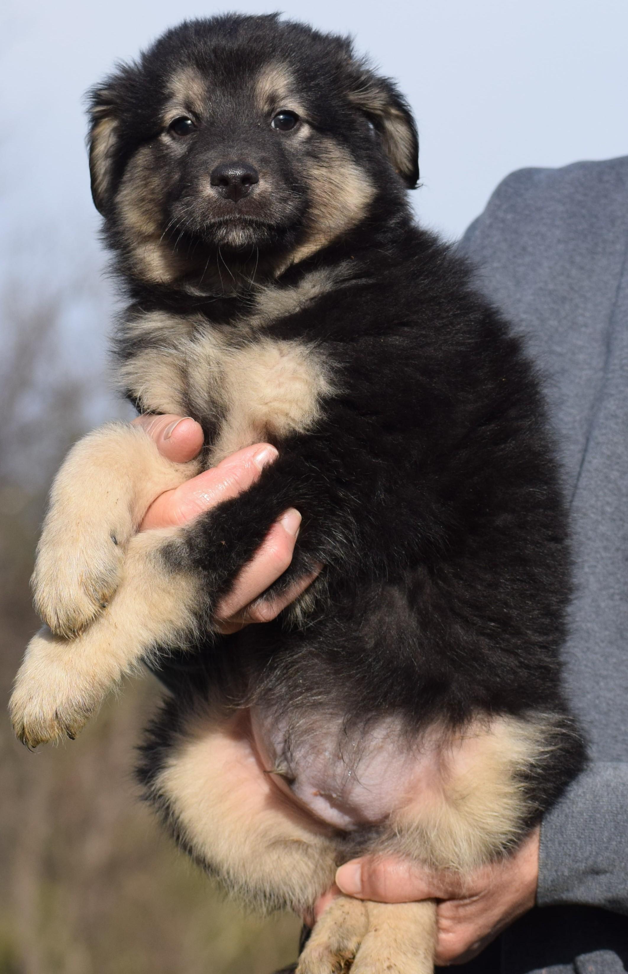 Enlarge 2026Otis, an adopted mixed breed in Frederick, MD image 3/6