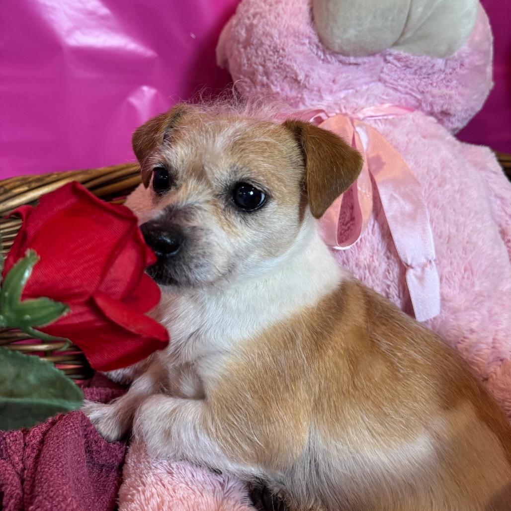 Beto, Adoptable, Adult Male Terrier & Mixed Breed.