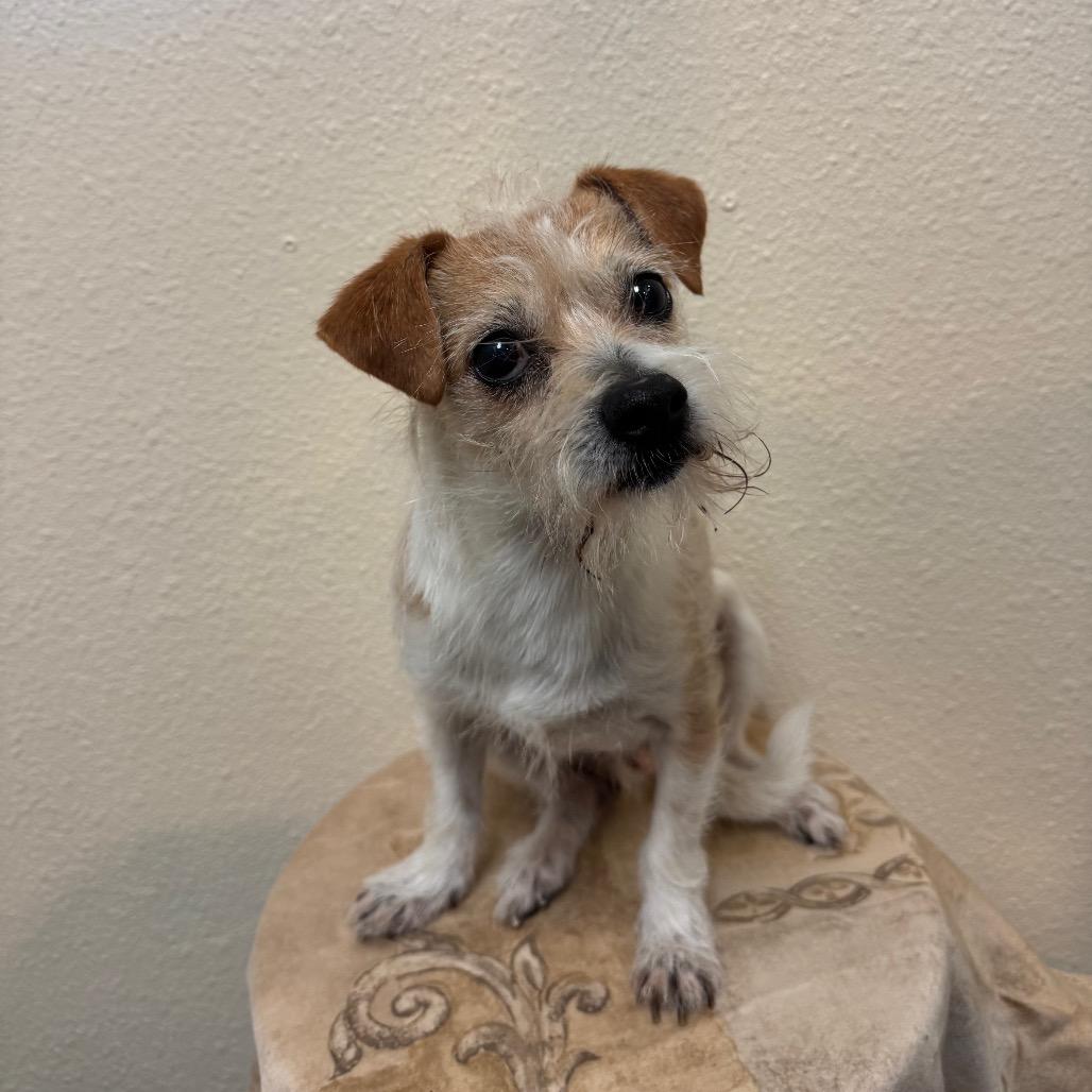 Beto, a Adoptable mixed breed in Fresno, CA image 2/5