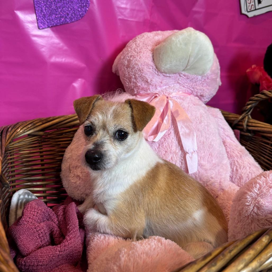 Beto, a Adoptable mixed breed in Fresno, CA image 3/5