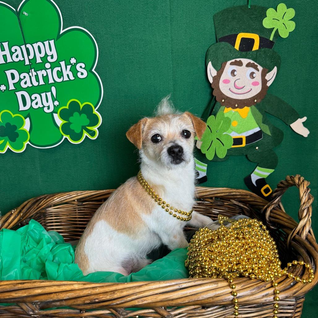 Beto, a Adoptable mixed breed in Fresno, CA image 4/5