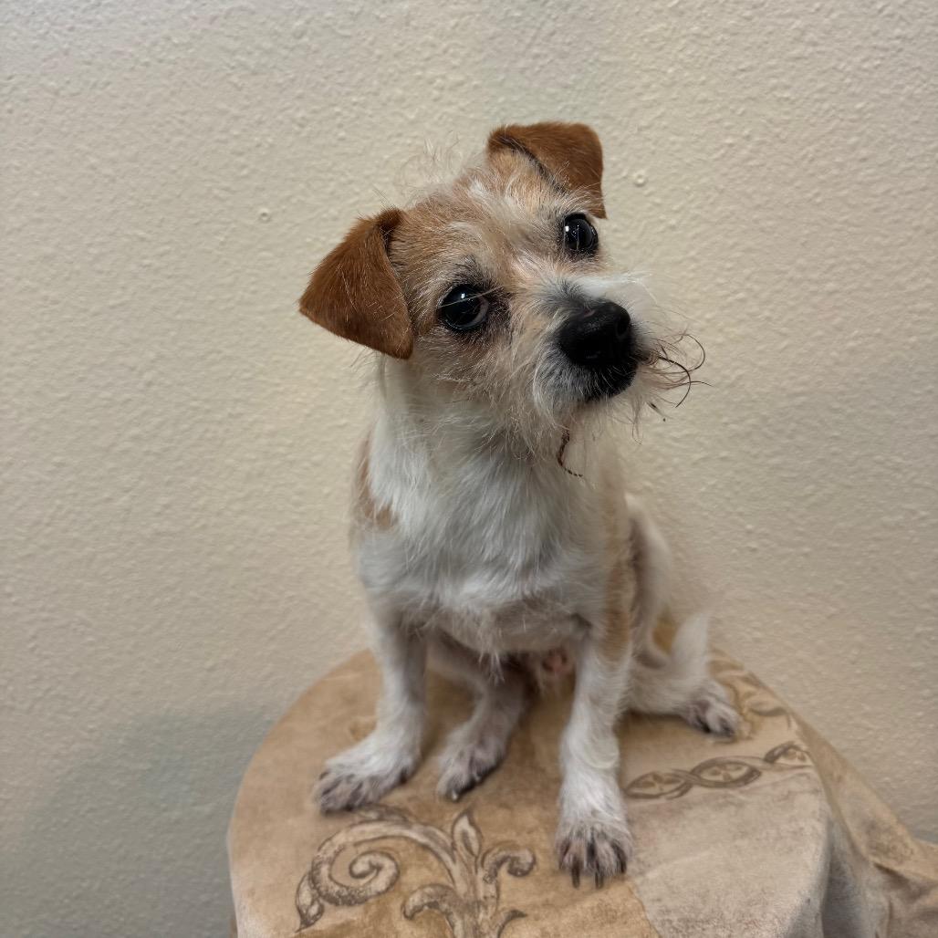 Beto, a Adoptable mixed breed in Fresno, CA image 5/5