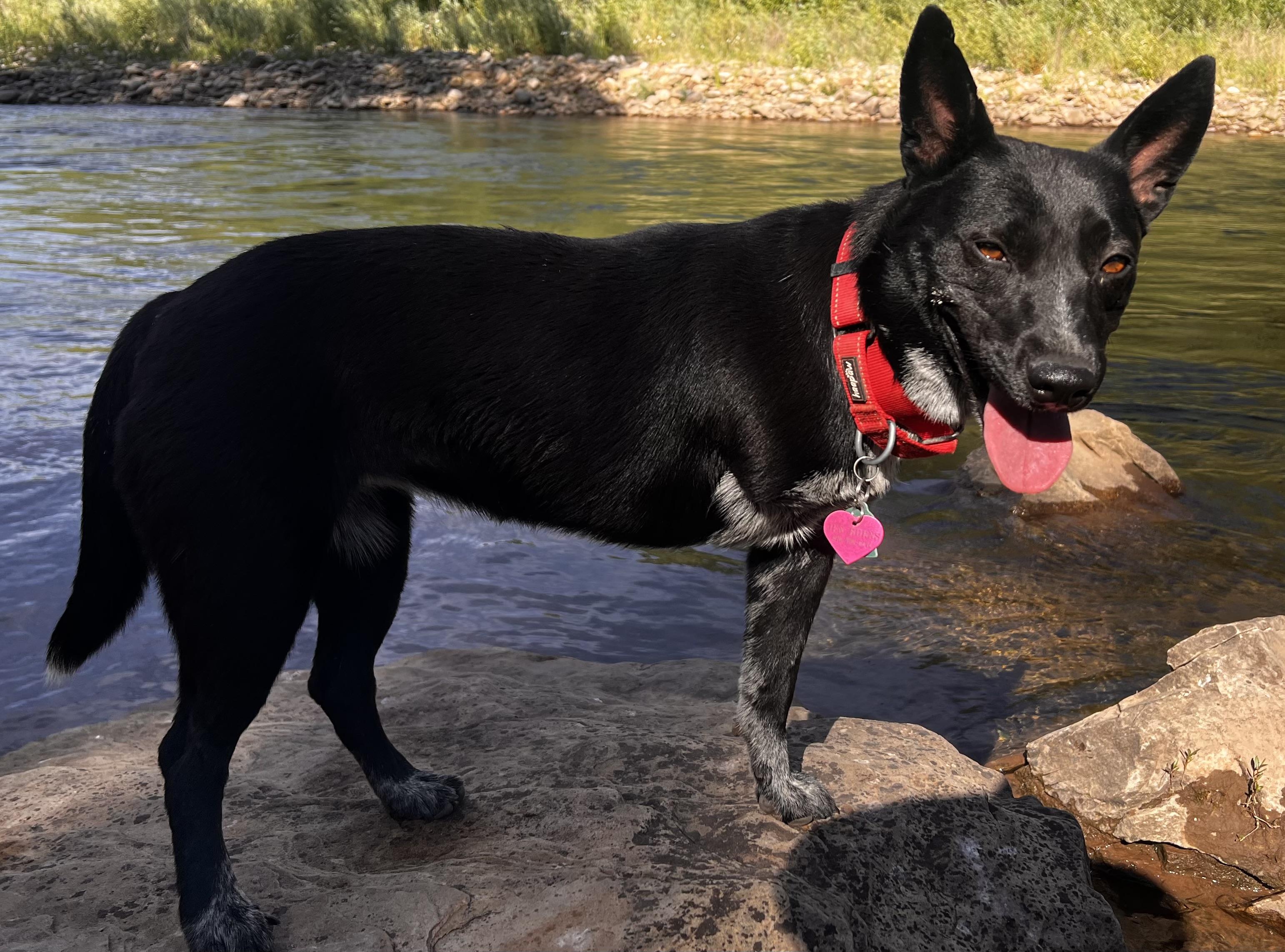 Zelda, Adoptable, Young Female Australian Cattle Dog / Blue Heeler.