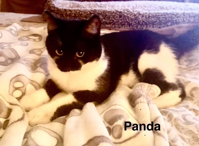 Panda photo 3