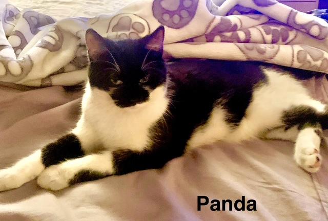 Panda photo 2
