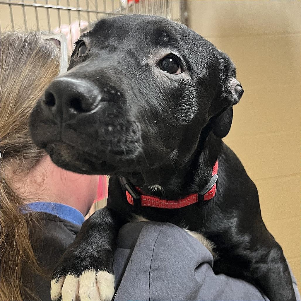 Leilani-$100 off In Foster, Adoptable, Puppy Female Pit Bull Terrier & Mixed Breed.