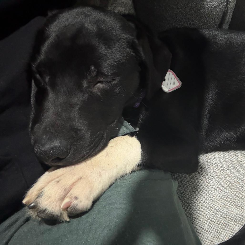 Enlarge Leilani-$100 off In Foster, a Adoptable mixed breed in Springfield, MA image 2/2