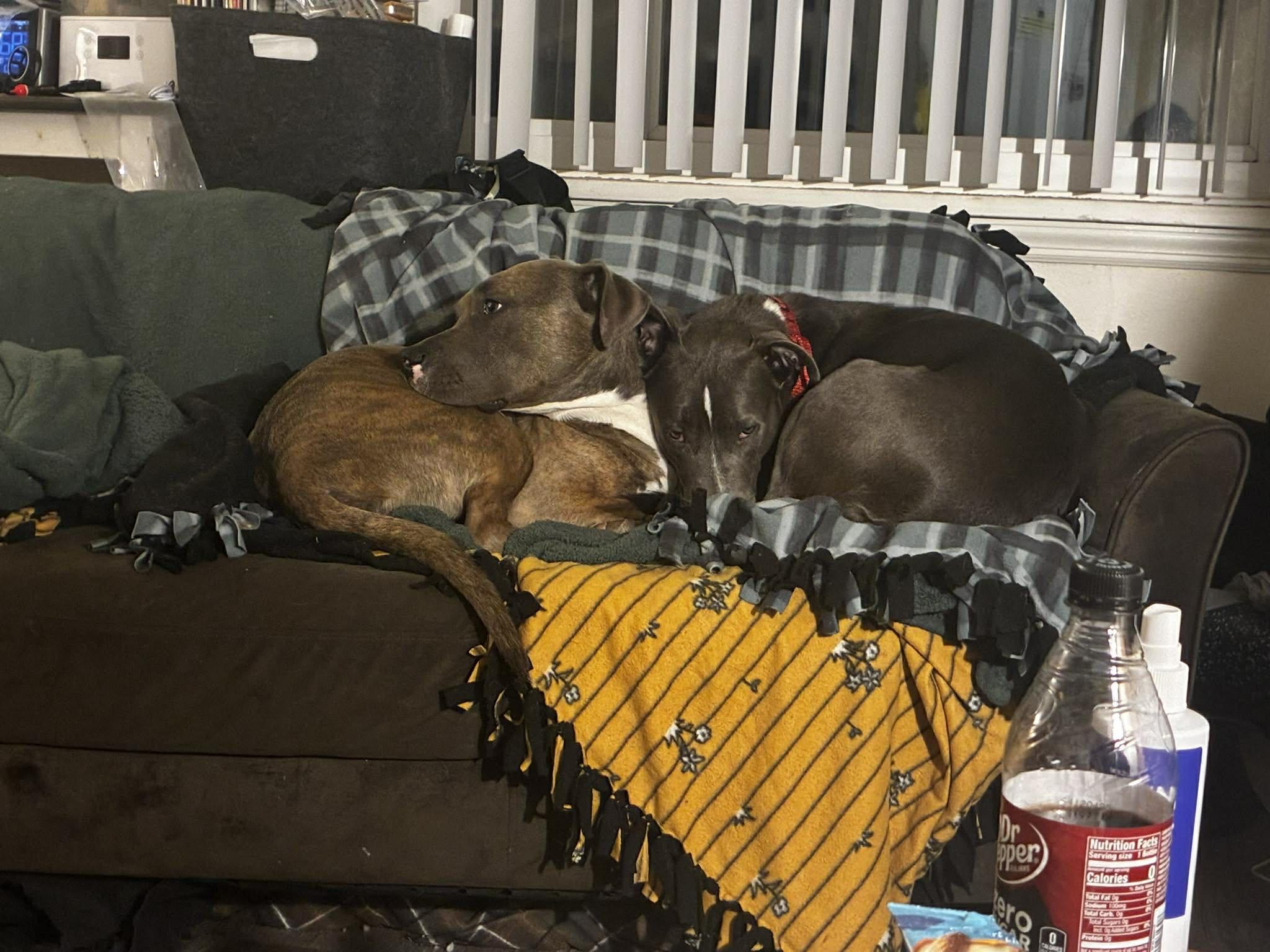 Enlarge Apollo, a ADOPTABLE mixed breed in Appleton, WI image 3/5