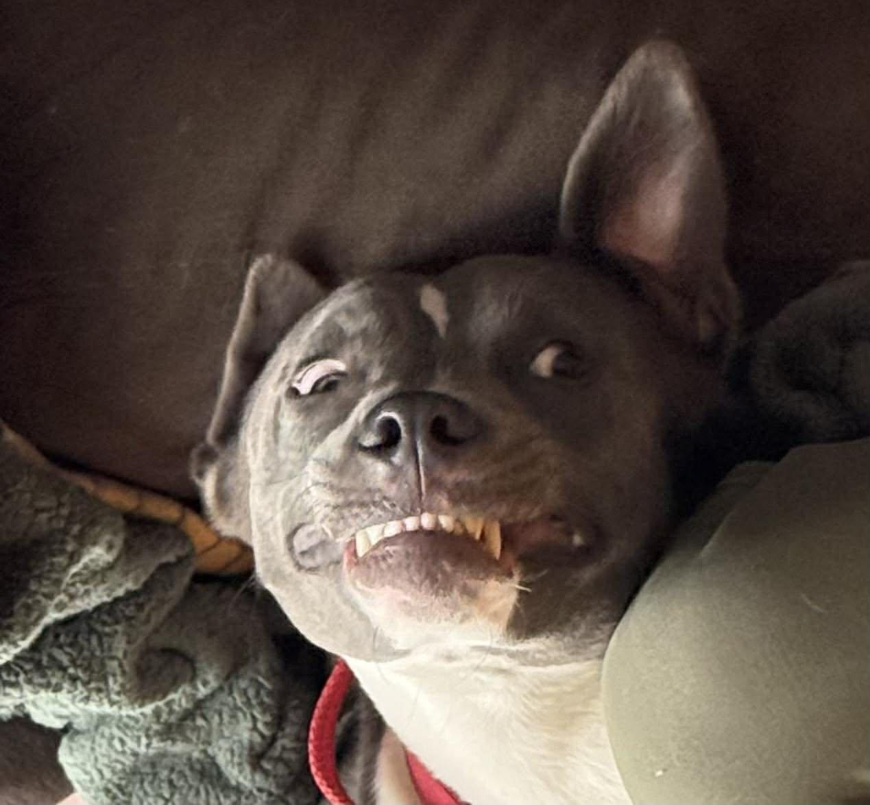 Enlarge Apollo, a ADOPTABLE mixed breed in Appleton, WI image 4/5