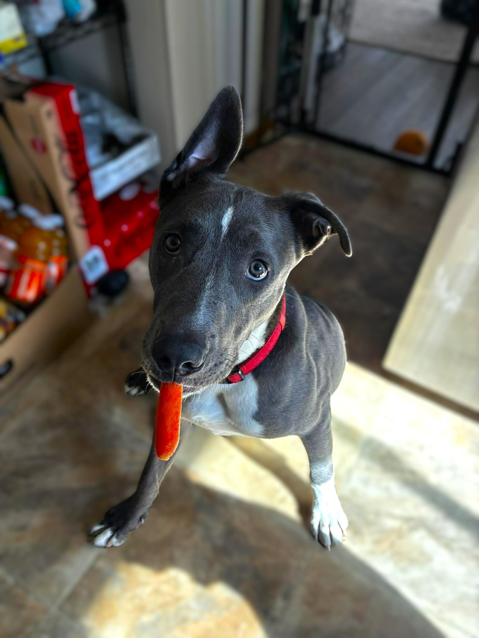 Enlarge Apollo, a ADOPTABLE mixed breed in Appleton, WI image 2/5