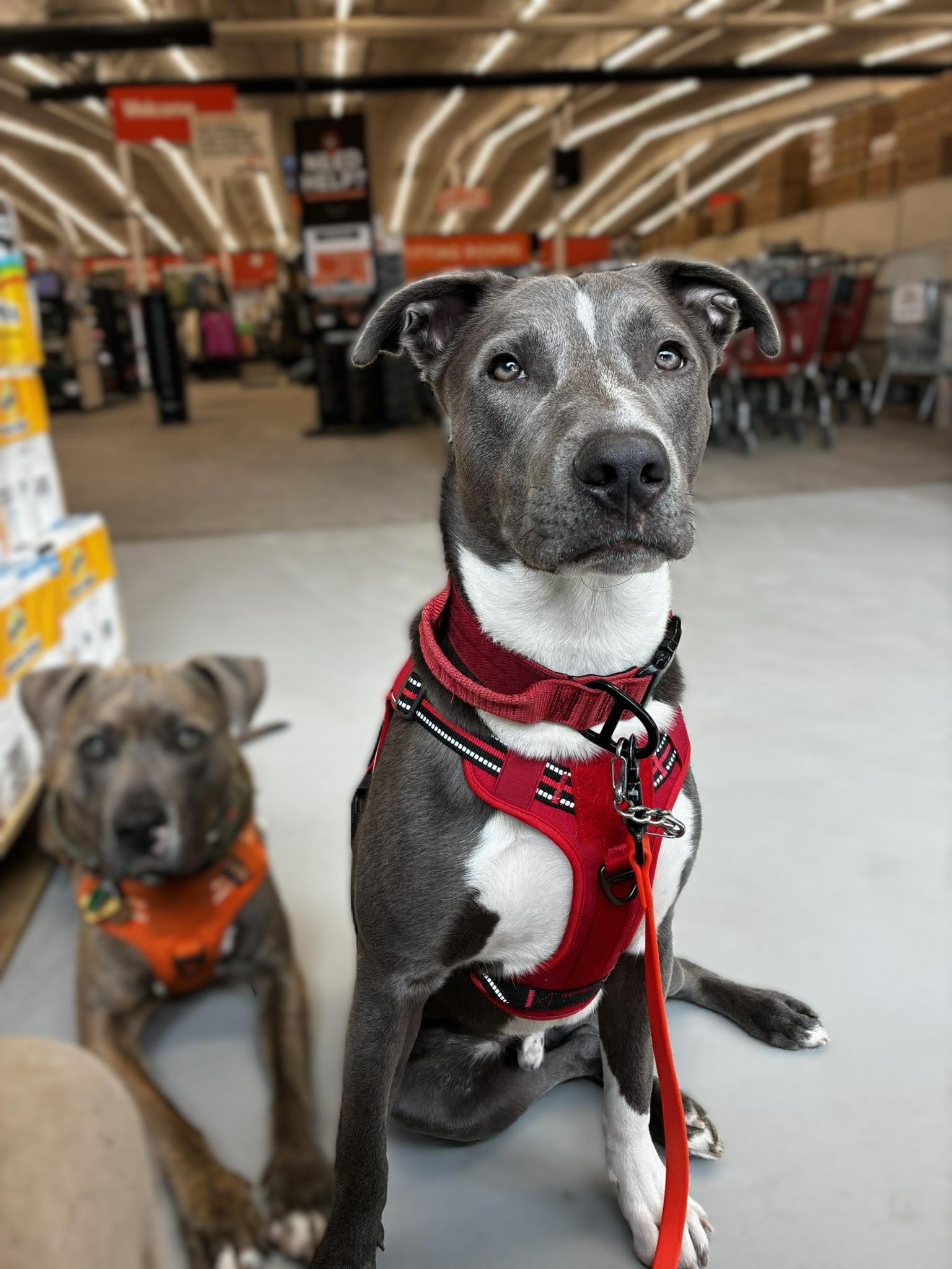 Apollo, ADOPTABLE, Adult Male Terrier.