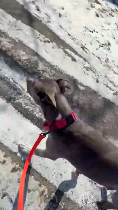 Enlarge Apollo, a ADOPTABLE mixed breed in Appleton, WI video 5/5