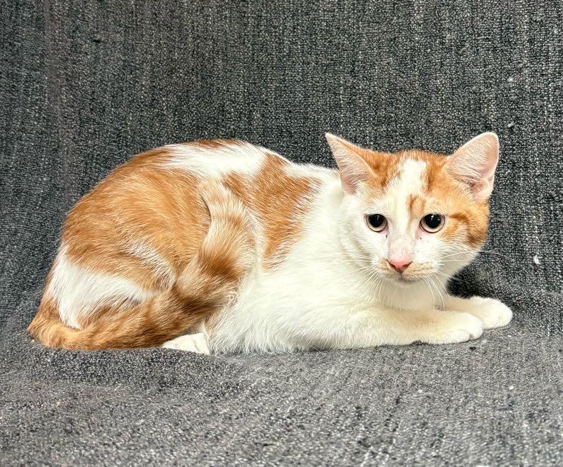 Enlarge Gator , a Adoptable Domestic Short Hair in Waterloo, IA image 4/6