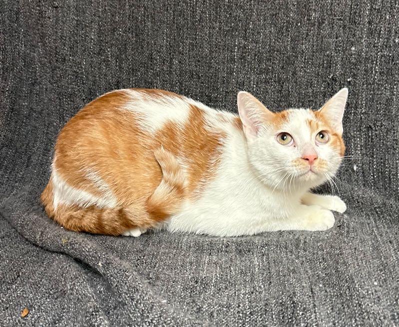 Enlarge Gator , a Adoptable Domestic Short Hair in Waterloo, IA image 6/6