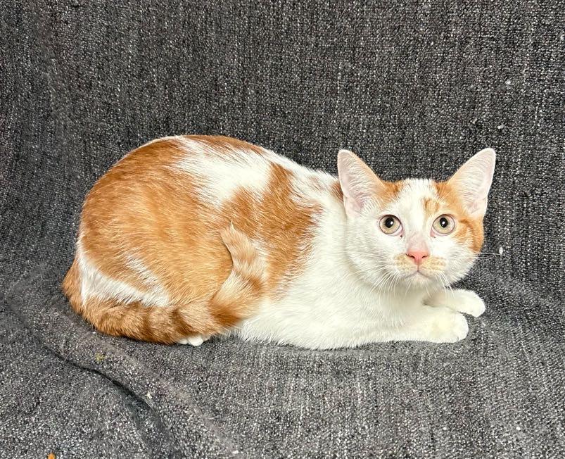 Enlarge Gator , a Adoptable Domestic Short Hair in Waterloo, IA image 5/6