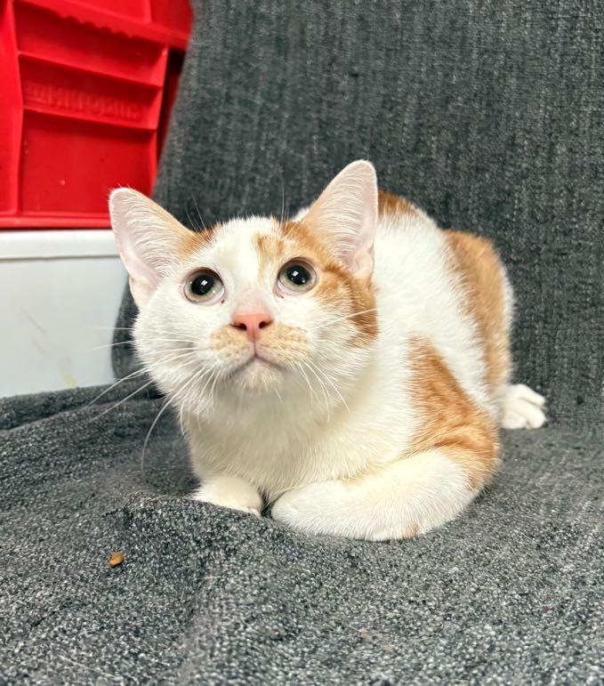 Enlarge Gator , a Adoptable Domestic Short Hair in Waterloo, IA image 2/6