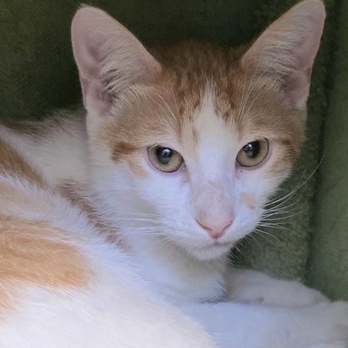 Gator , Adoptable, Young Male Domestic Short Hair.