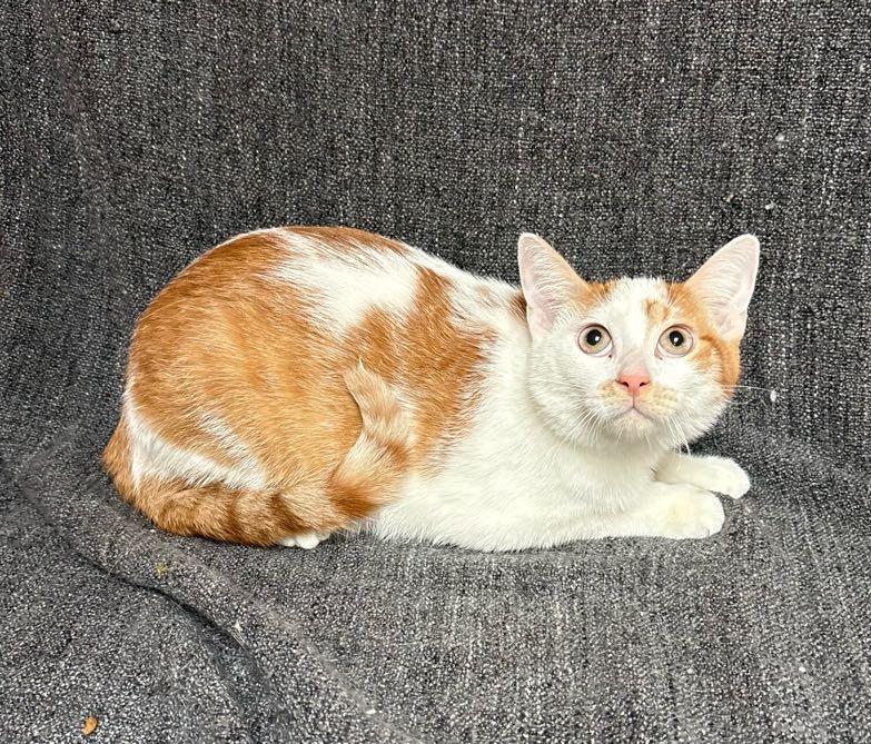 Enlarge Gator , a Adoptable Domestic Short Hair in Waterloo, IA image 3/6
