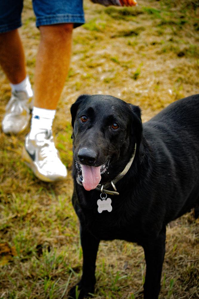Rita, Adoptable, Adult Female Labrador Retriever.