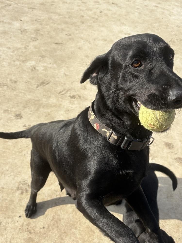 Enlarge Rita, a Adoptable mixed breed in Sanger, TX image 2/4