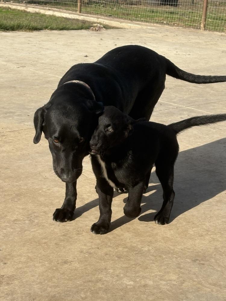 Enlarge Rita, a Adoptable mixed breed in Sanger, TX image 3/4