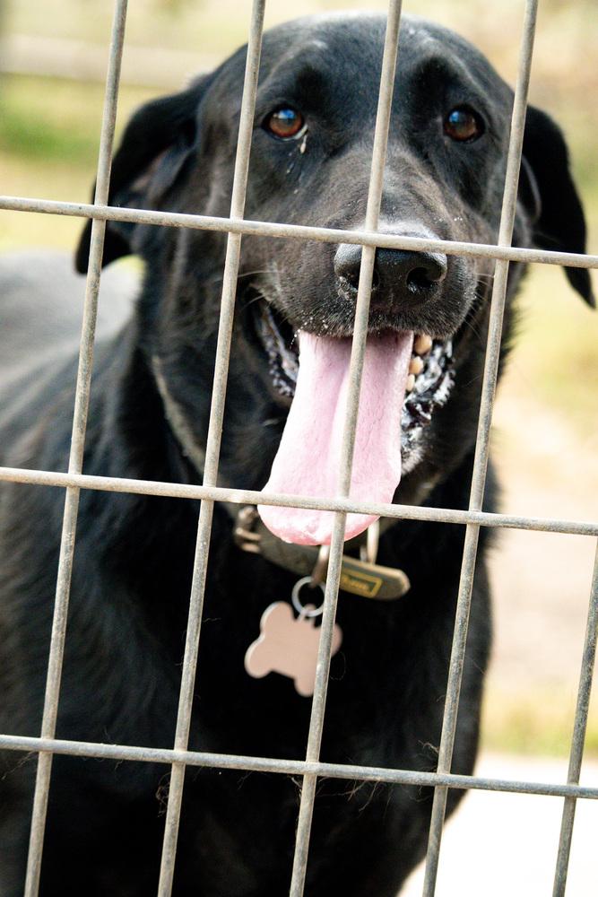 Enlarge Rita, a Adoptable mixed breed in Sanger, TX image 4/4