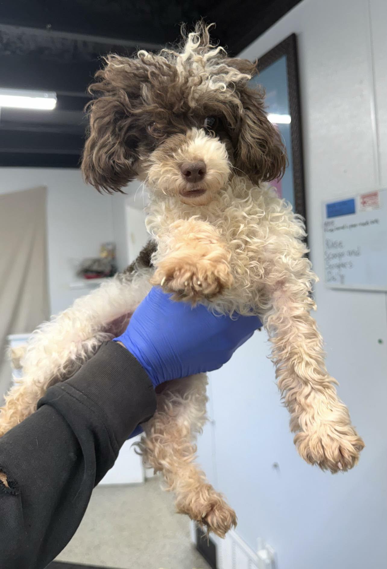 Cowboy, ADOPTABLE, Puppy Male Poodle (Toy).
